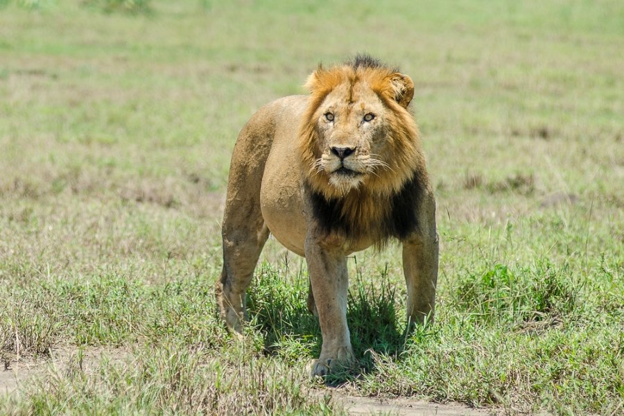 What Is an East African Lion