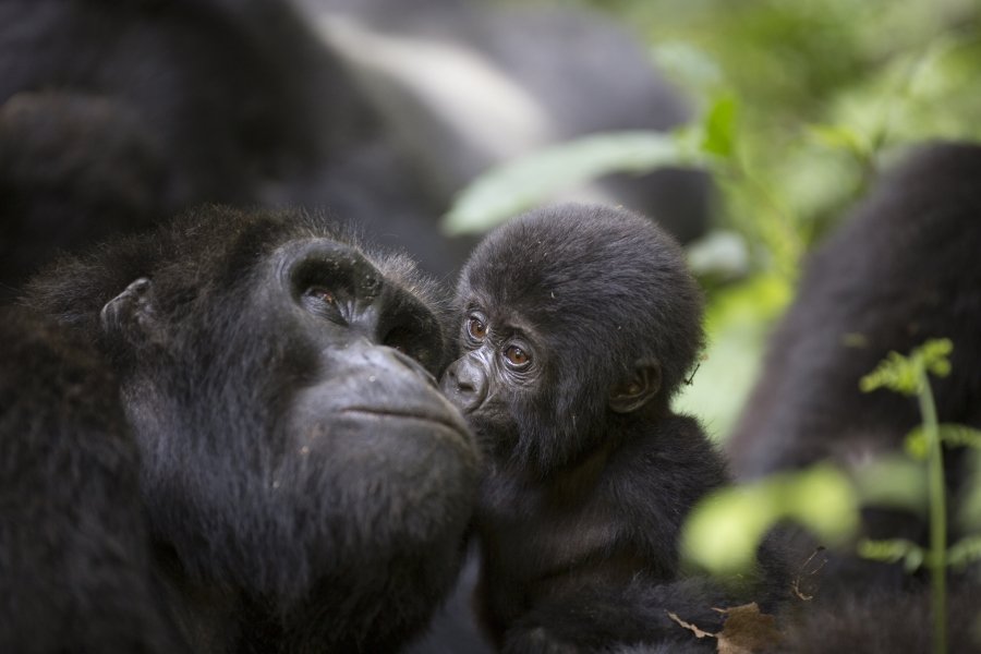 Where to See Gorillas