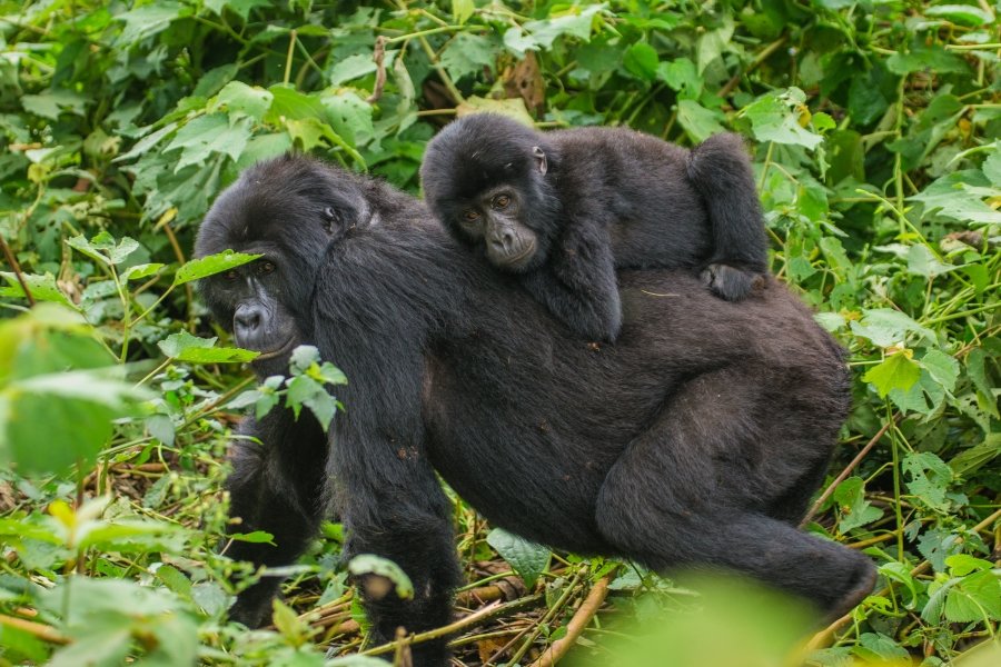 Where to See Gorillas