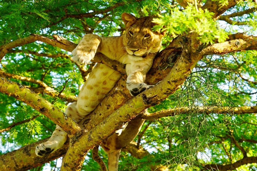 Game drives in Queen Elizabeth National Park