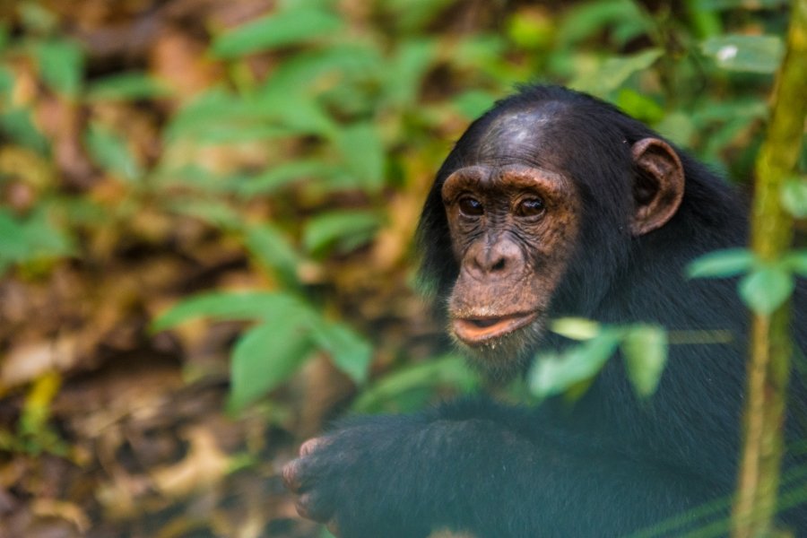 Luxury Uganda Wildlife Safaris