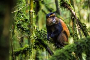 Gorilla trekking and the big five safari