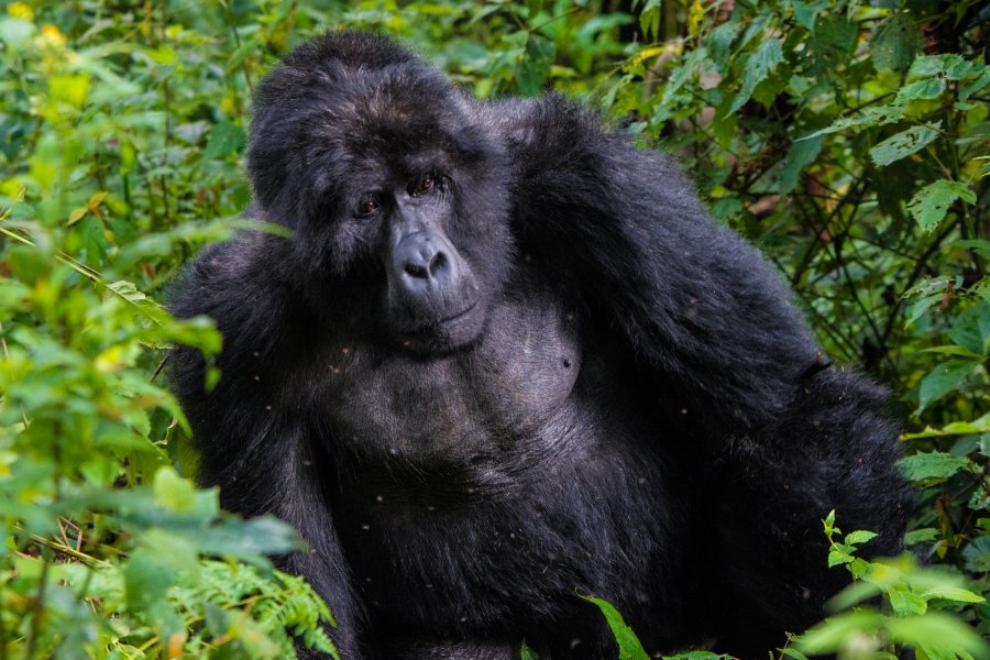 Gorilla Permit