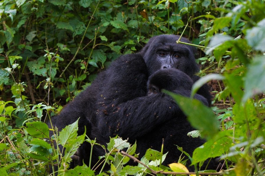 Uganda Rwanda Tour