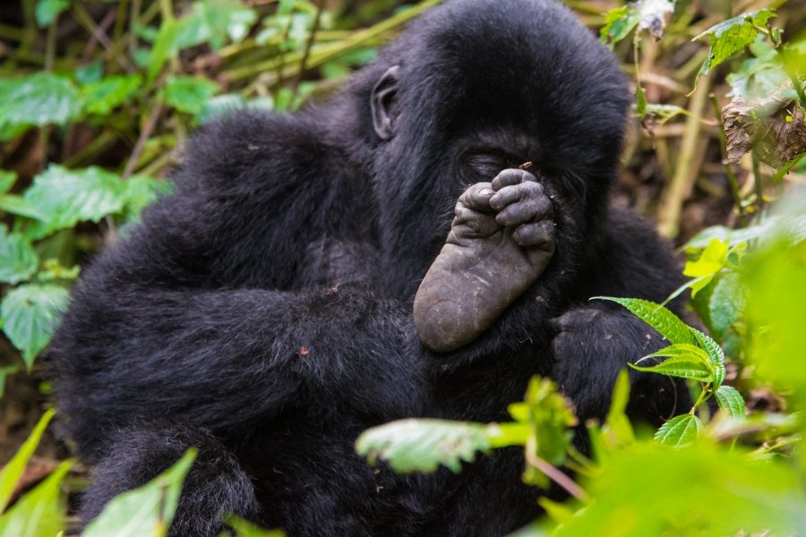 Where to See Gorillas