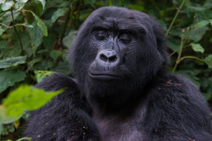 Gorilla trekking and the big five safari