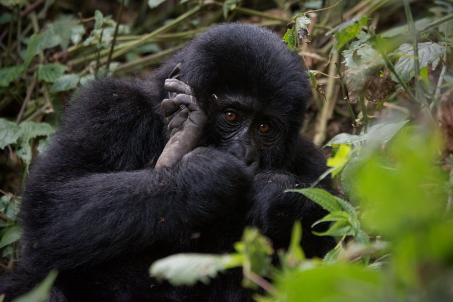 Uganda Rwanda Tour