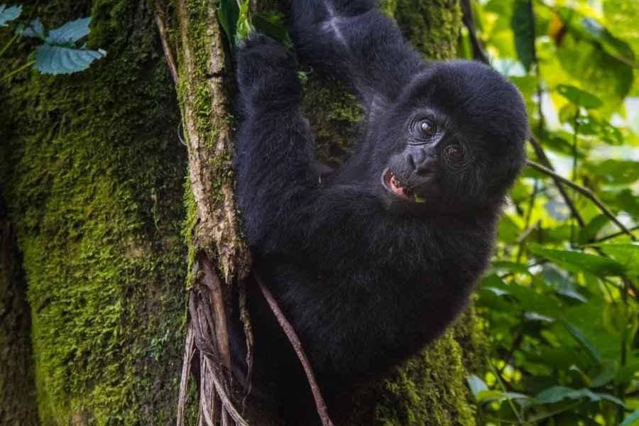Gorilla Permits