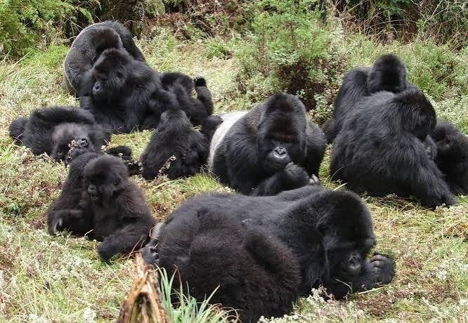 Bwindi Impenetrable National Park