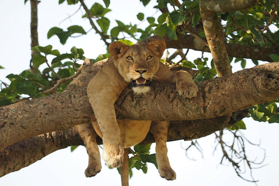 Gorilla trekking and the big five safari