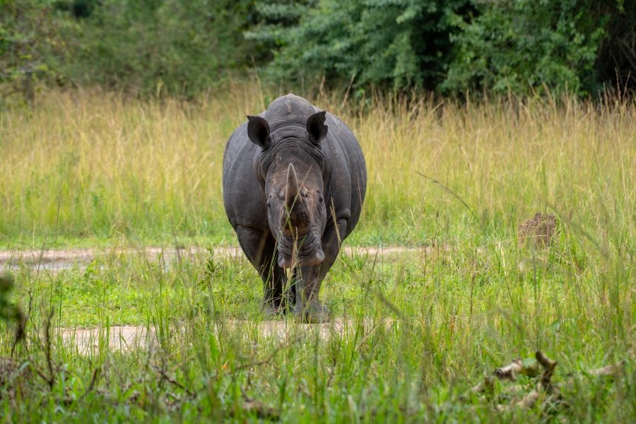 Gorilla trekking and the big five safari