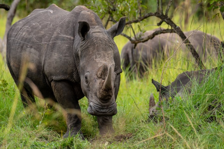 Uganda Rwanda tour