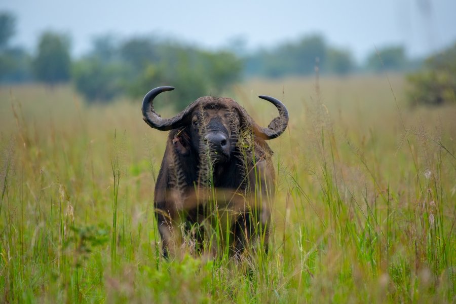 Gorilla trekking and the big five safari