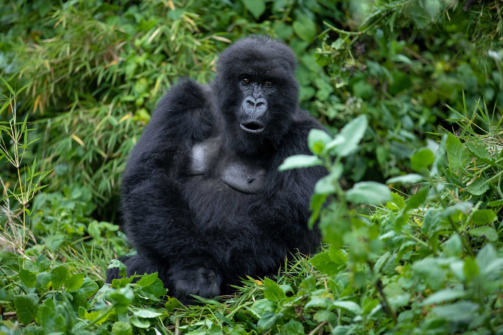 Luxury gorilla Trekking
