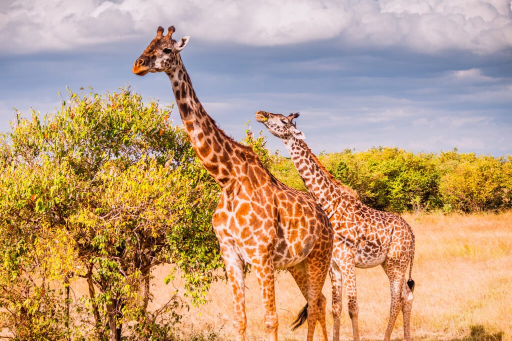 Great Migration