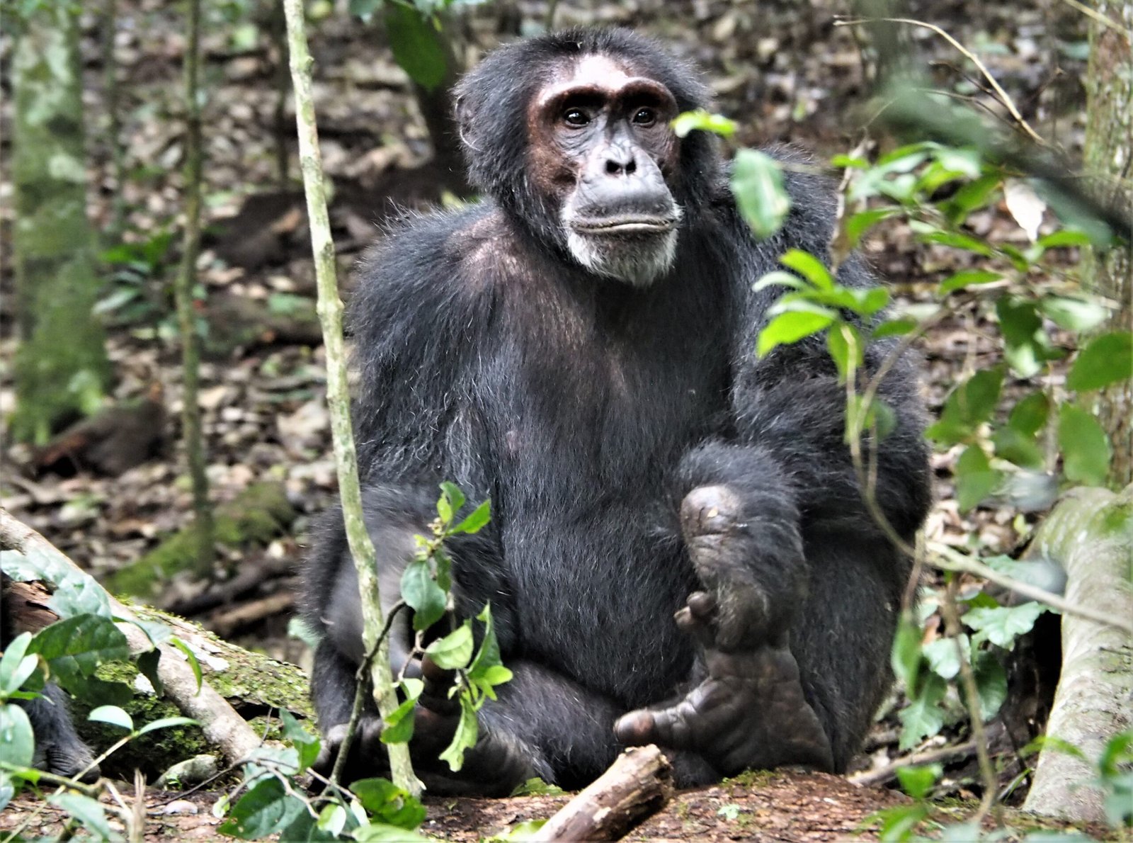 Rwanda luxury safari