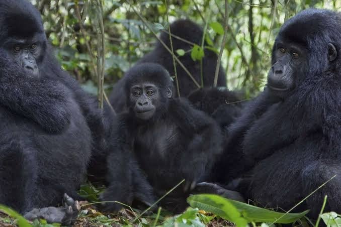 Uganda or Rwanda for Gorilla Trekking