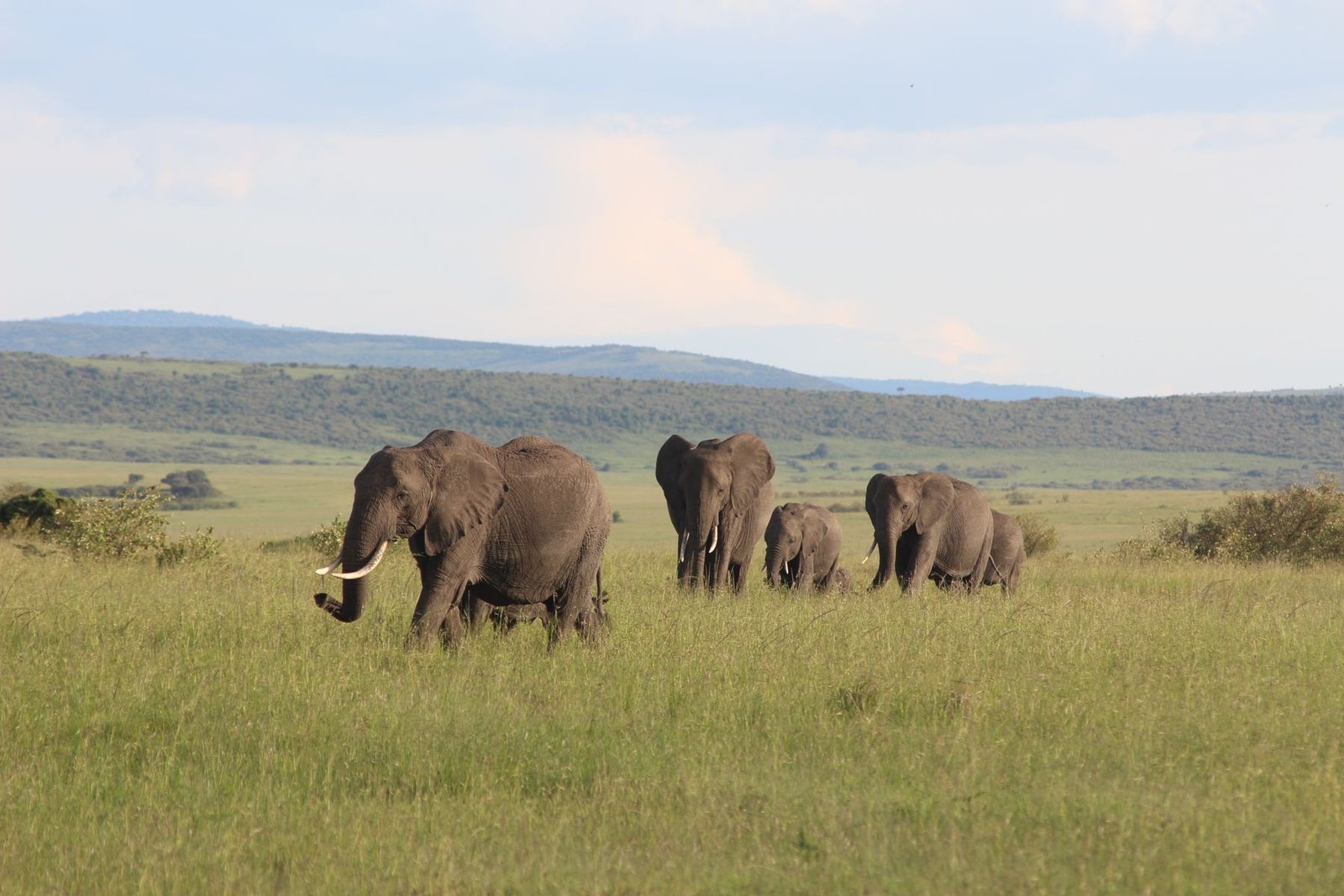 Gorilla trekking and the big five safari