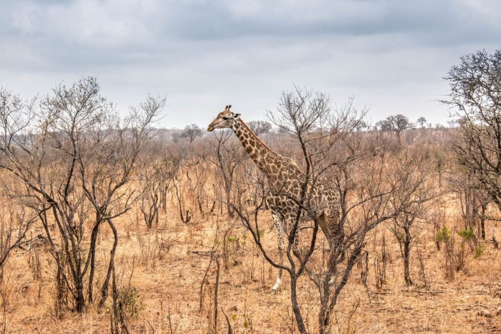 Great Migration