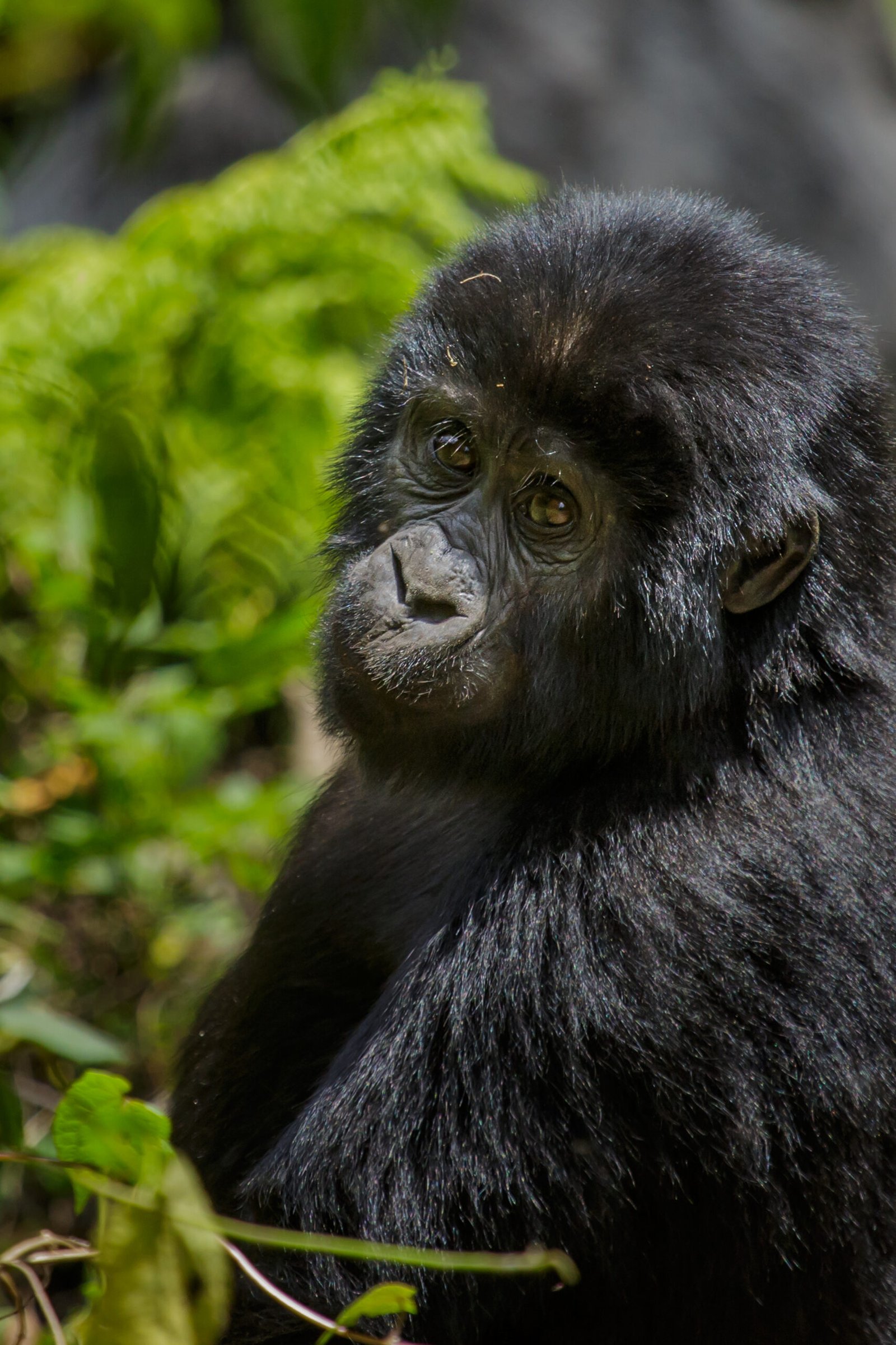 Mgahinga Gorilla National Park