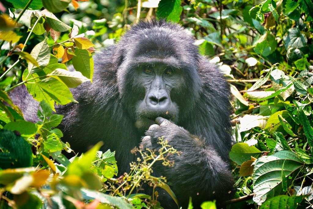 Luxury Gorilla Trekking