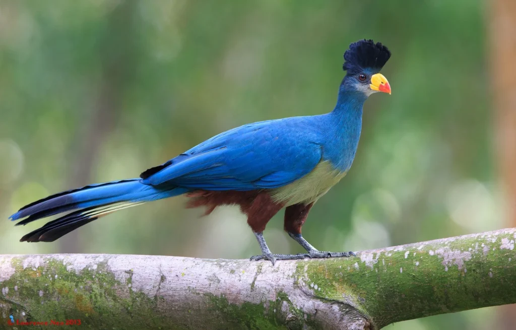Game drives in Queen Elizabeth National Park
