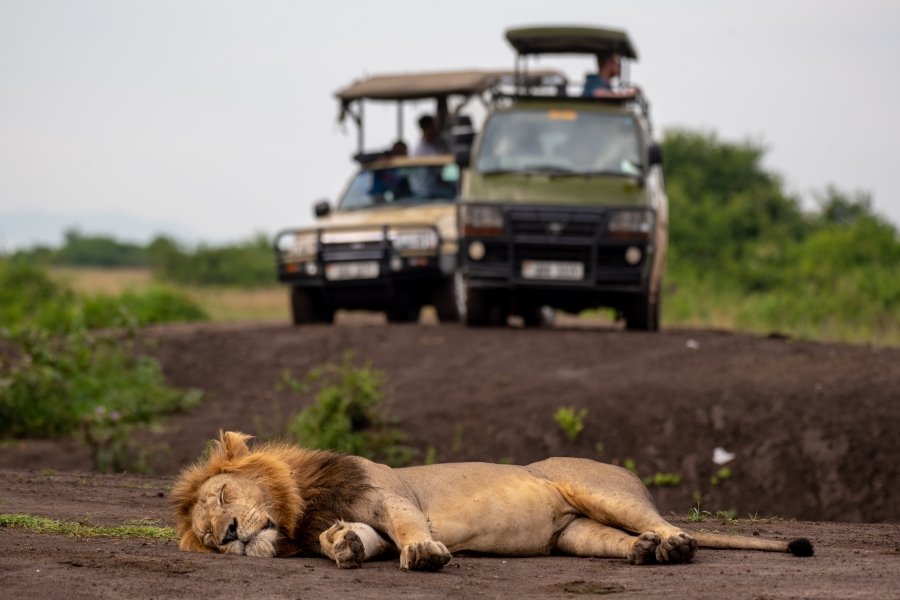 Game drives in Queen Elizabeth National Park