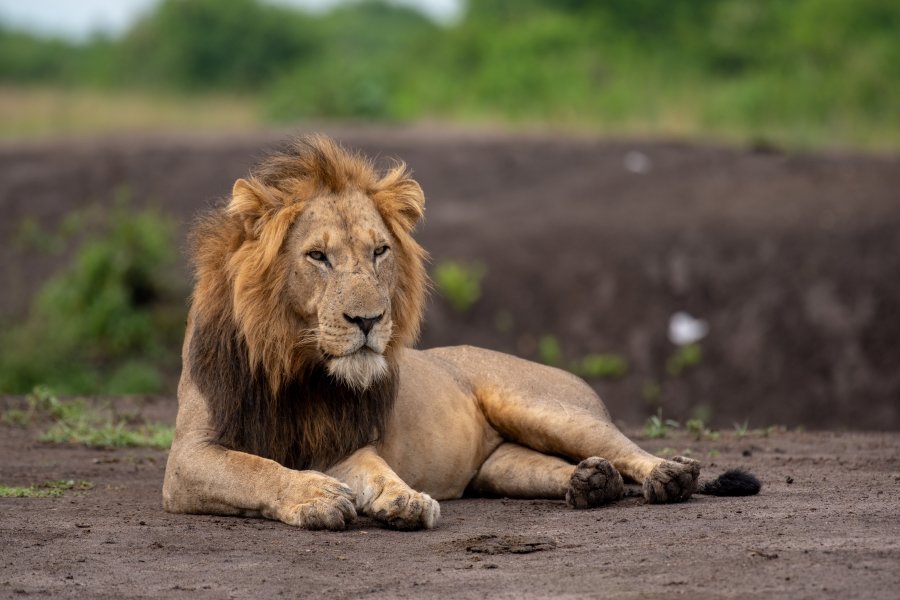 Game drives in Queen Elizabeth National Park