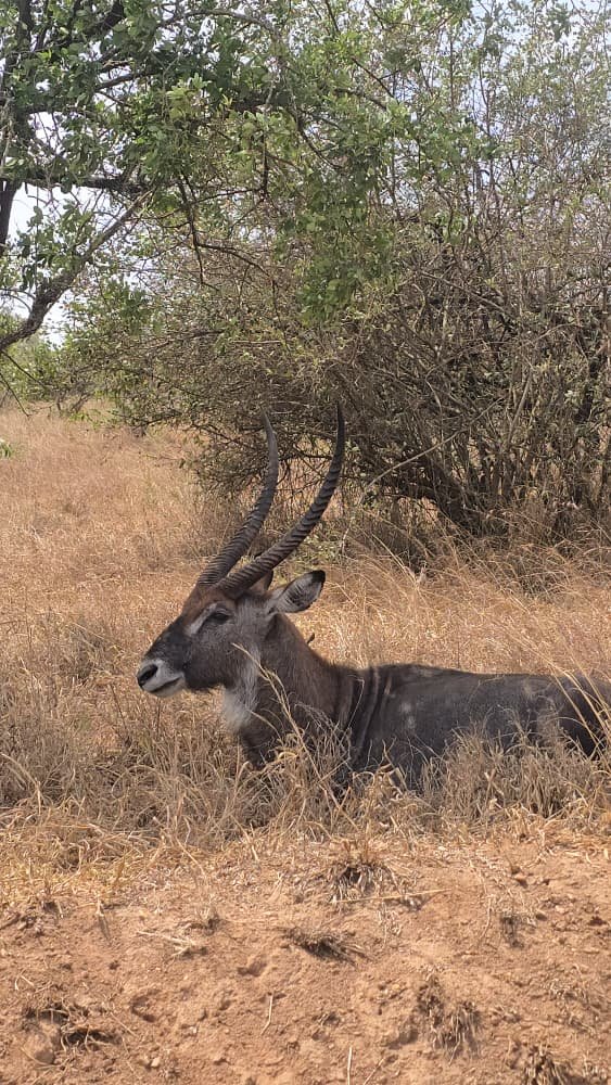 What are waterbucks?