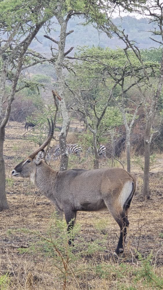What are waterbucks?