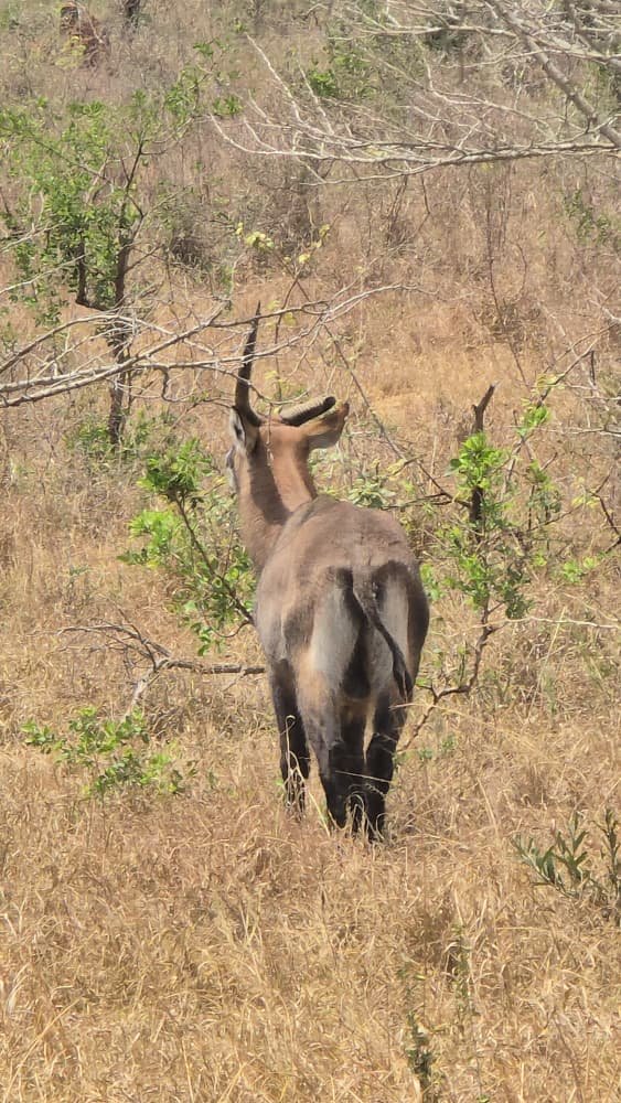 What are waterbucks?
