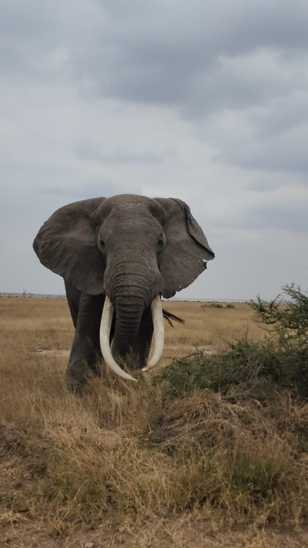 Elephant on safari in East Africa