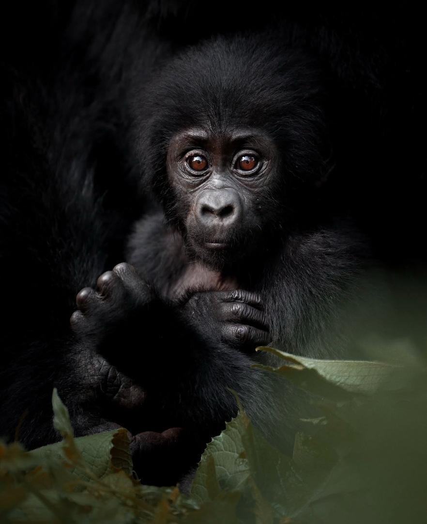 Mountain gorilla representing Gabba Gorilla Expeditions gorilla trekking safaris