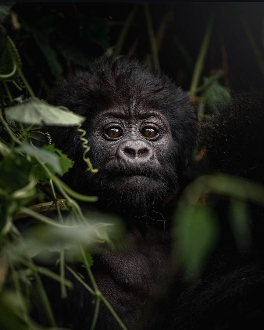 Mountain gorilla in lush forest vegetation