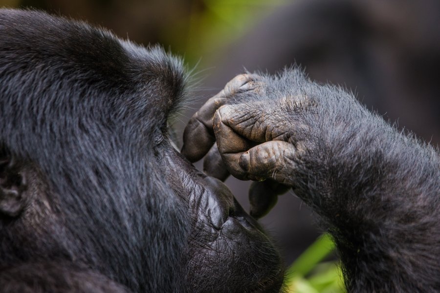 Uganda & Rwanda Luxury Gorilla Safari Prices