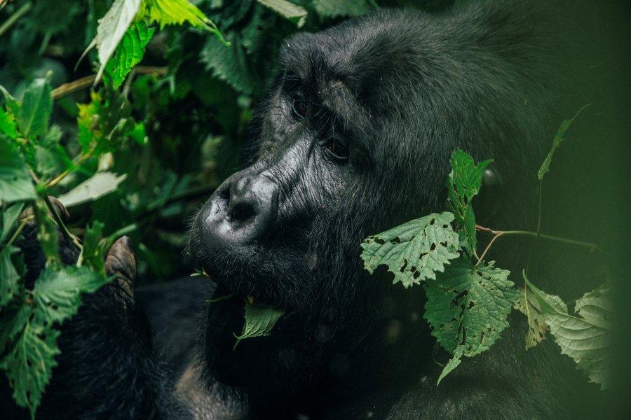 Where to See Gorillas in Africa:1 Best Places for Gorillas