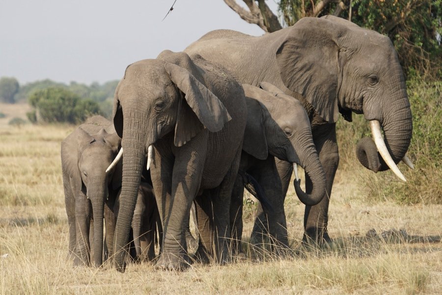 Uganda photography safari