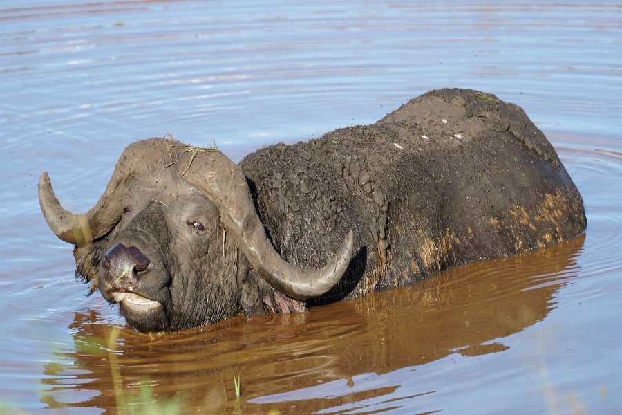 luxury uganda national parks