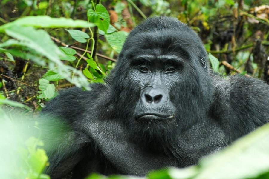 What to expect on your first Gorilla Trek