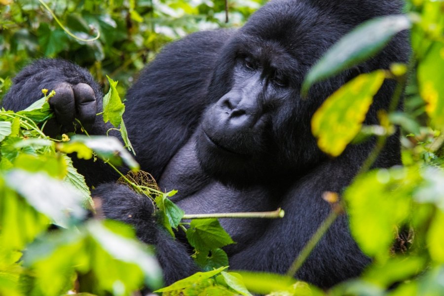 What to Pack for 1 Better Gorilla Trekking
