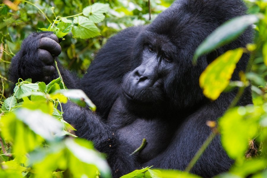 Gorilla Trekking Cost 2026/2027