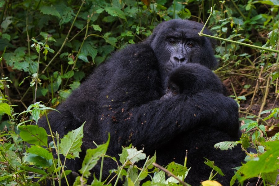 Gorilla Trekking Cost 2026/2027