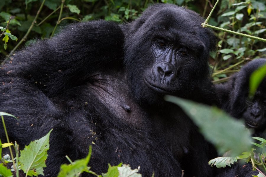 Gorilla trekking cost