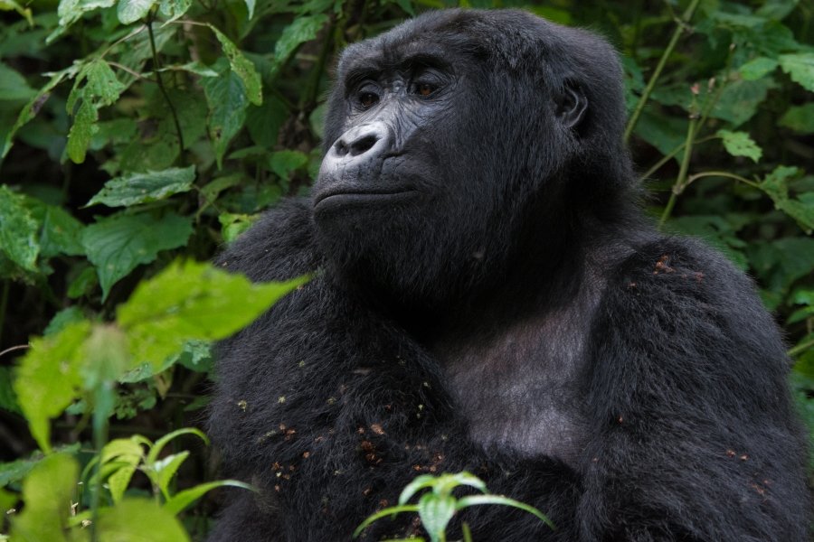 private Uganda safari,