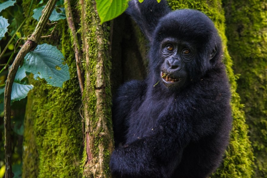 Luxury Uganda Honeymoon Safari
