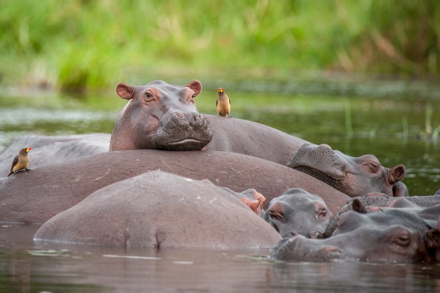 Uganda photography safari