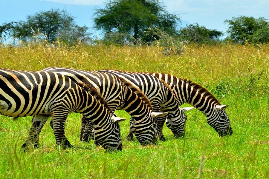 Luxury Uganda Wildlife Safaris