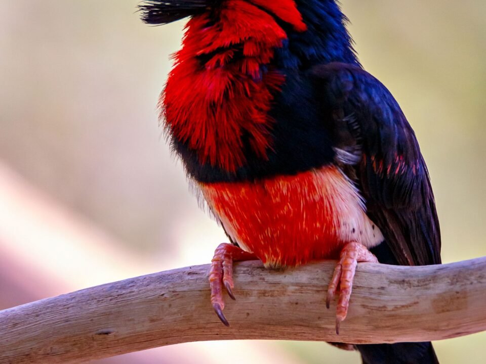 Birding Safaris