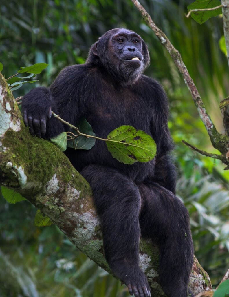 luxury uganda national parks