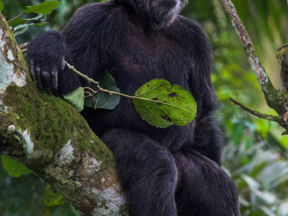 Chimpanzee Trekking